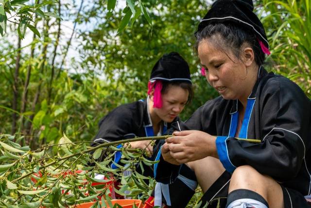 北山野“小辛香”如何迈向“大市场”AG真人娱乐一颗山苍子的新生：粤(图1)