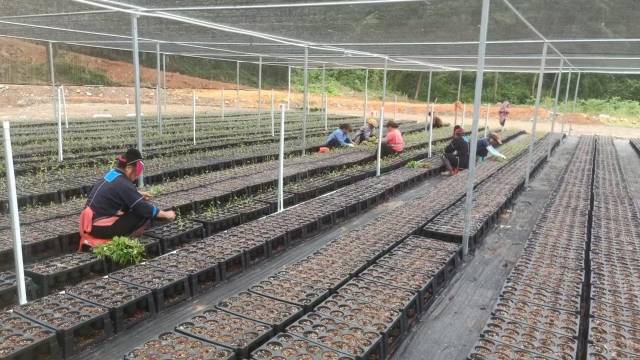 北山野“小辛香”如何迈向“大市场”AG真人娱乐一颗山苍子的新生：粤(图2)