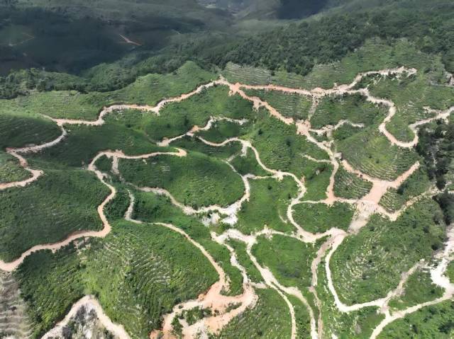 北山野“小辛香”如何迈向“大市场”AG真人娱乐一颗山苍子的新生：粤(图4)